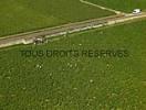 Photos aériennes de "cote" - Photo réf. T051631 - Des vendangeurs dans le vignoble de Puligny-Montrachet (Cte-d'Or).