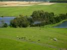 Photos aériennes de "vache" - Photo réf. T069110 - Des vaches dans la campagne prs de Reherrey en Meurthe-et-Moselle.