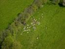 Photos aériennes de "vache" - Photo réf. T084403 - Un Troupeau de Vaches