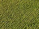 Photos aériennes de "champs" - Photo réf. U100207 - Un champs de tournesols dans la Marne.