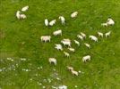 Photos aériennes de "vache" - Photo réf. E126830 - Un troupeau de vaches