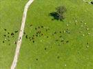 Photos aériennes de "vache" - Photo réf. E126850 - Un troupeau de vaches