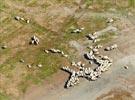 Photos aériennes de "Saint-Michel" - Photo réf. E131782 - Moutons en baie du Mont-Saint-Michel